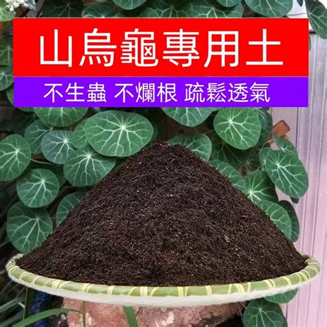 土烏龜|如何成功進行山烏龜種植：提升您的綠意生活 – 植物盆栽綠寶典